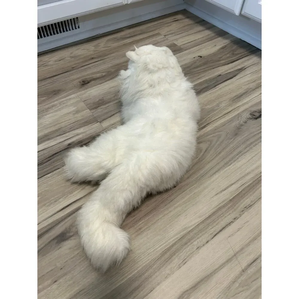 Russ White Long Hair Persian Cat Plush Blue Eyes 18